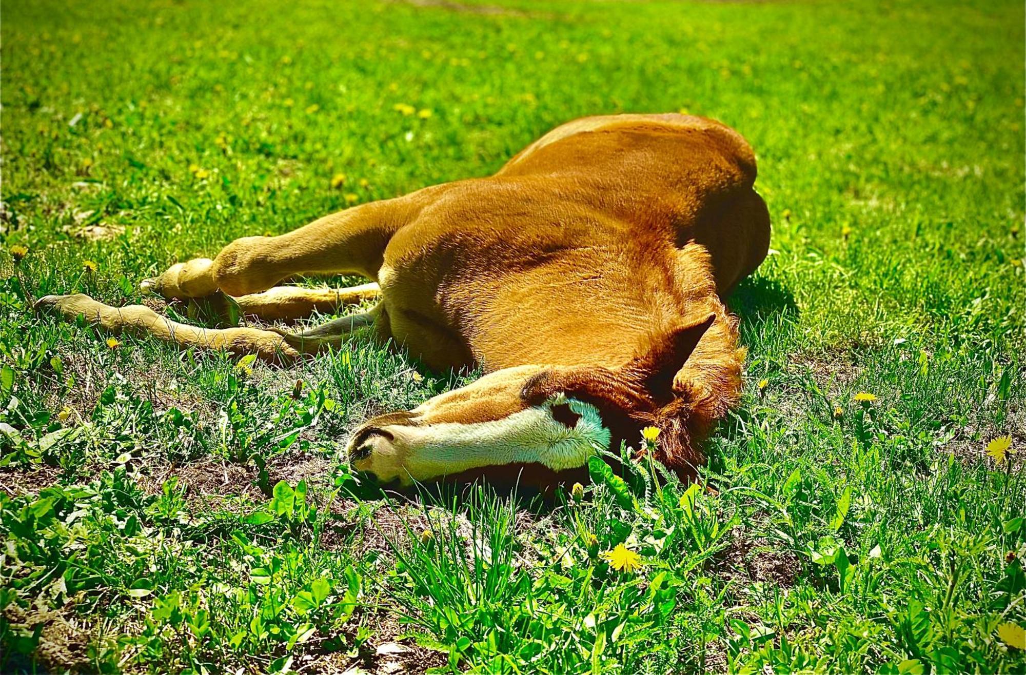 Oberprantschoellhof - Horse Mountain Stable Brixen Buitenkant foto