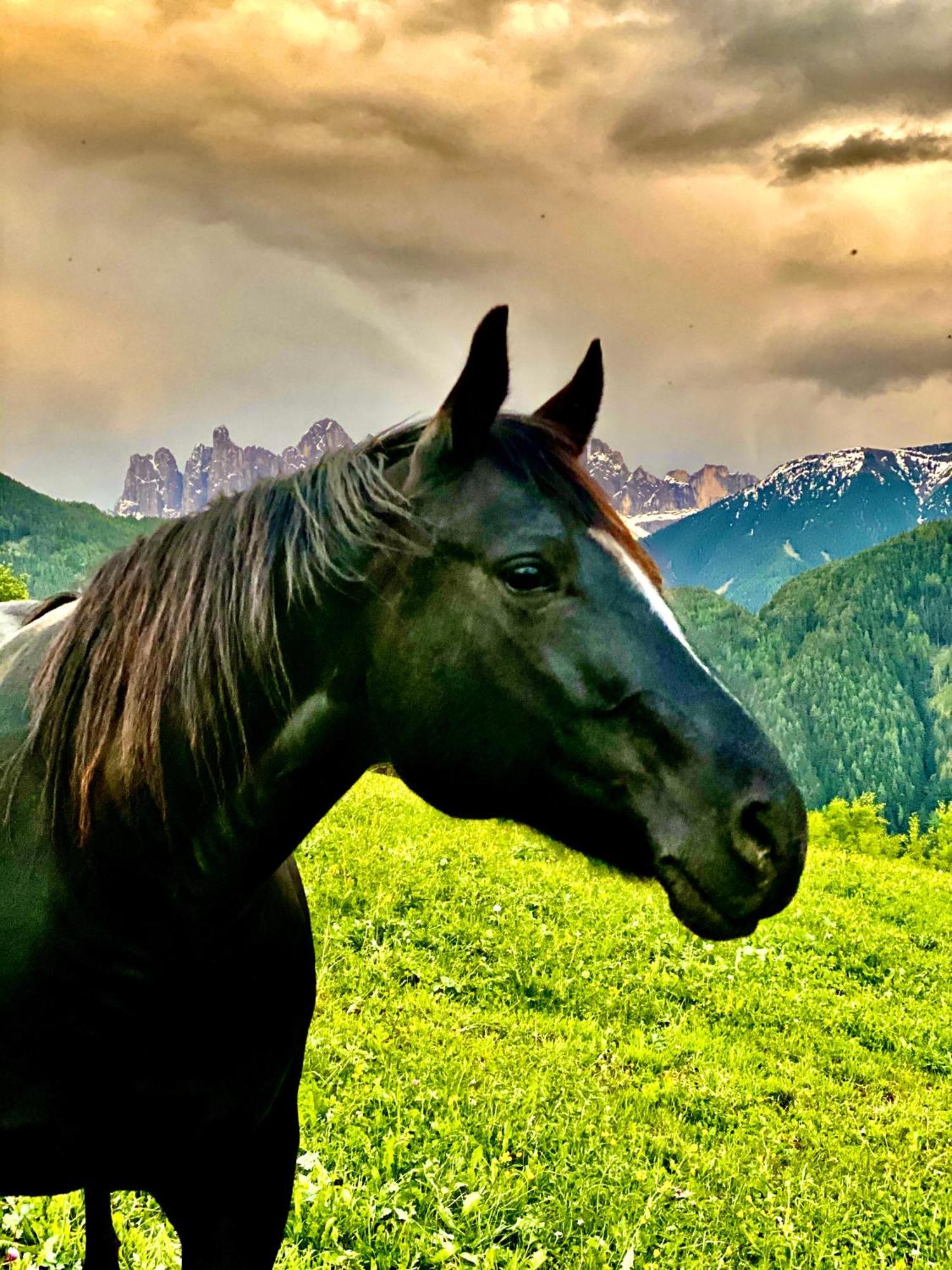 Oberprantschoellhof - Horse Mountain Stable Brixen Buitenkant foto
