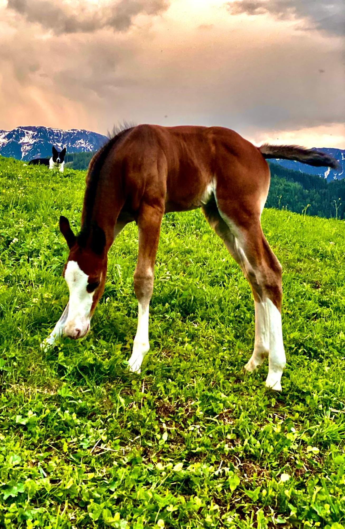 Oberprantschoellhof - Horse Mountain Stable Brixen Buitenkant foto